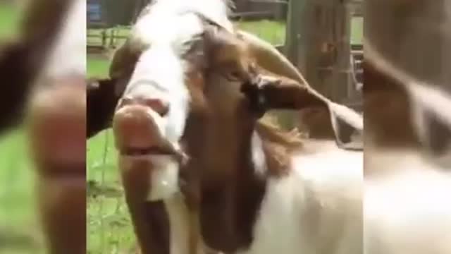 Try not to laugh watching funny video animals p3