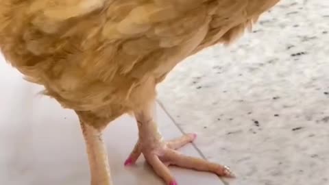 Chicken on another level