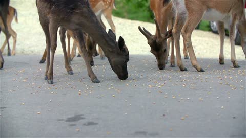 Domestic Deer eating corn from asphalt