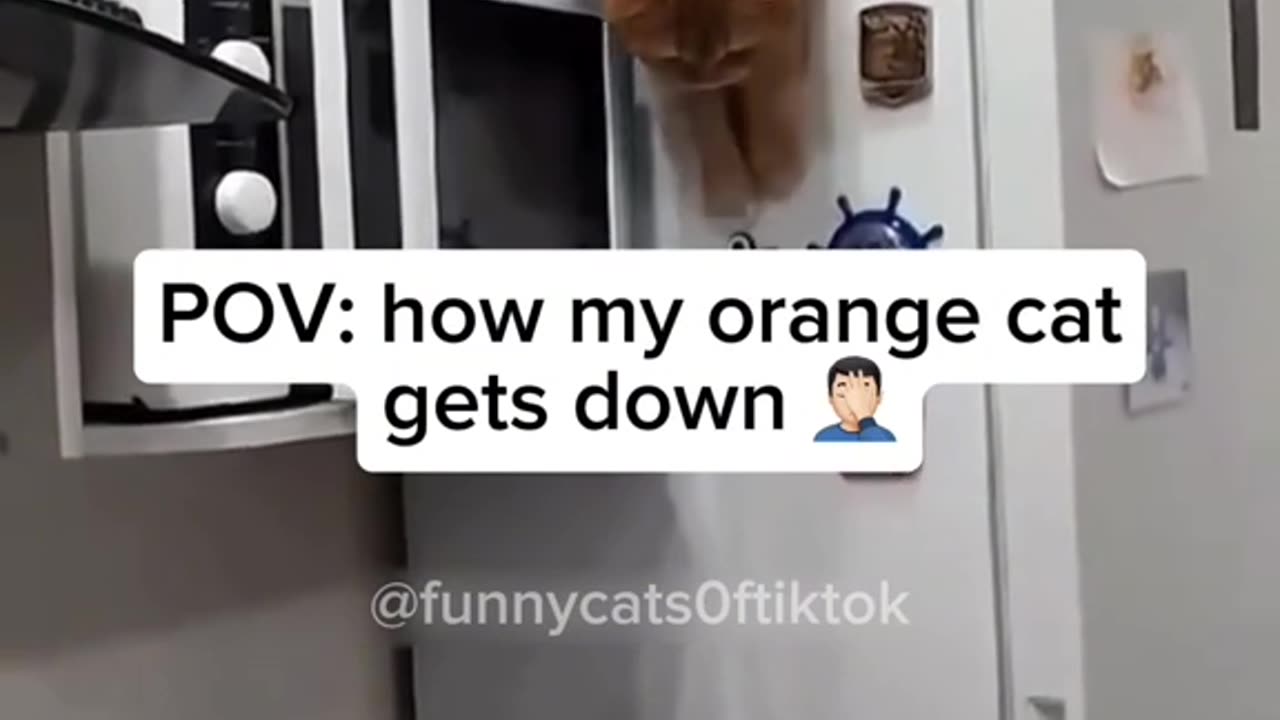 Cats π€£ππNEW Cats Videos 2024 π
Funny Cat Videos β Funny Cats Part 22