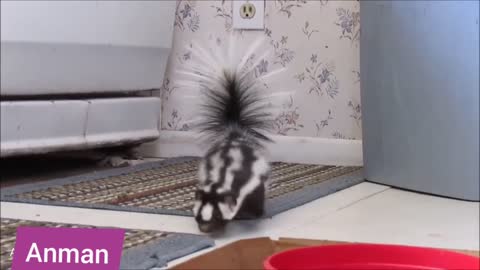 Beautiful Skunk came out to get something