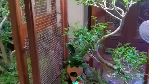 Mini Aviary