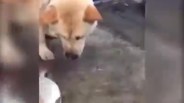 Dog never fails in friendship