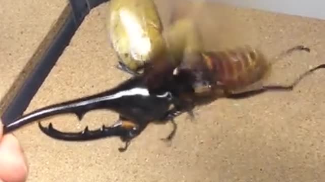 The Goliath beetle butts.