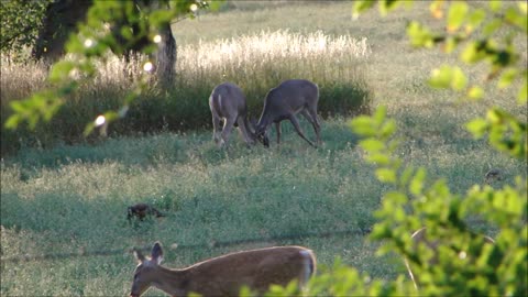 Tussling Bucks - Young Whitetails Feel Their Oats