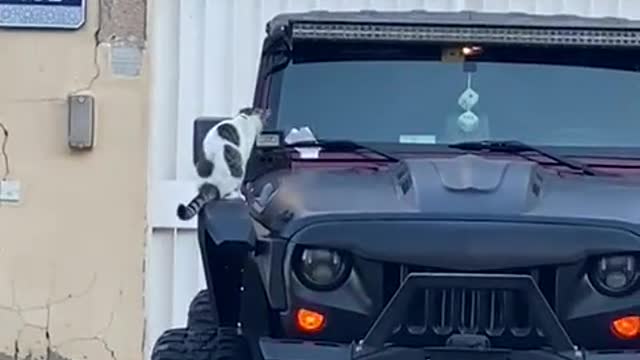 Thecat with the lights on the car