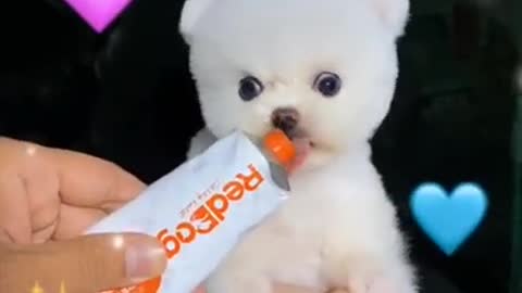 Baby Cute and Funny white tinny Dog Video | #shorts