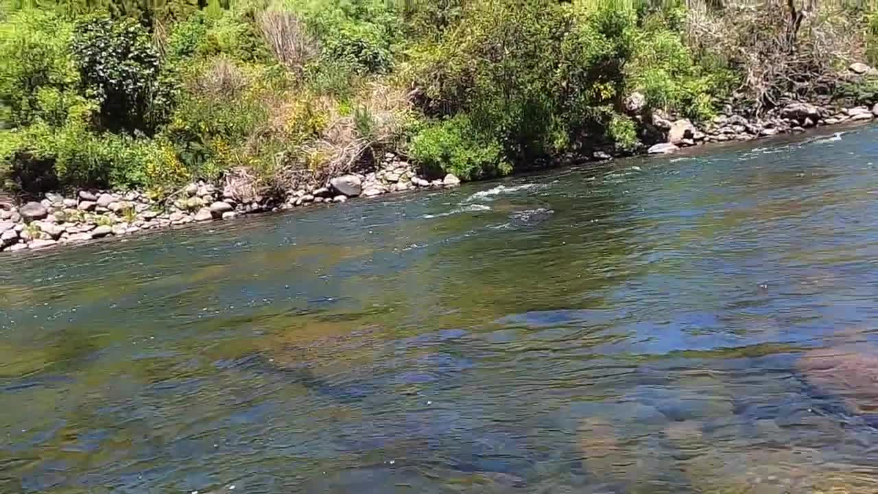 Fly Fishing New Zealand's BIGGEST Backcountry Trout - North Island