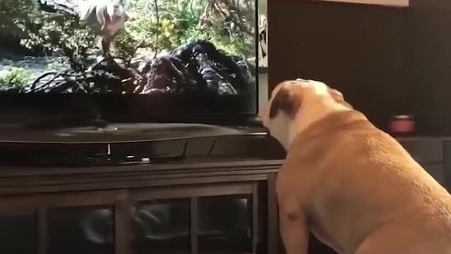 Smart dog seeing a movie with crazy reactions