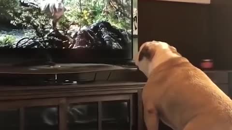 Smart dog seeing a movie with crazy reactions