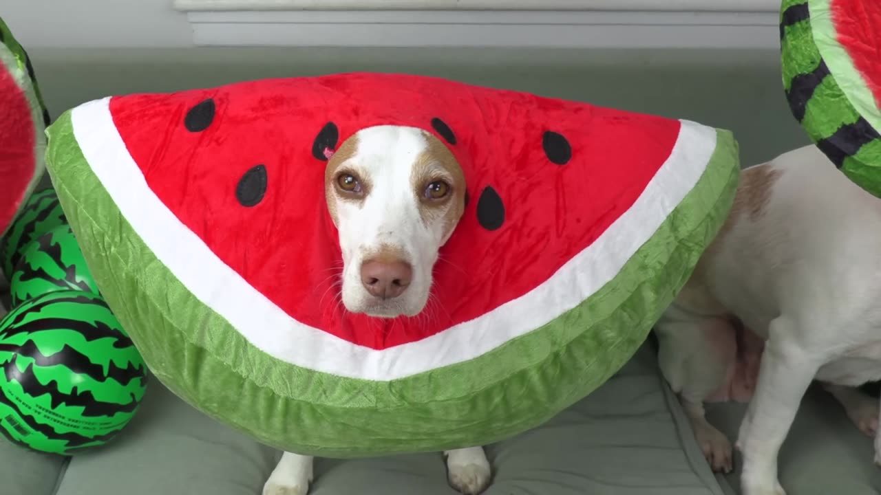 Dog Surprised by Watermelon Shower! Cute Dog Indie Gets GIANT Watermelon