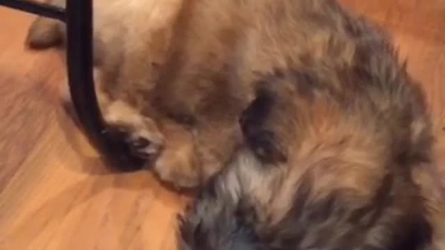 Brown puppy on wood floor hiccups next to black chair