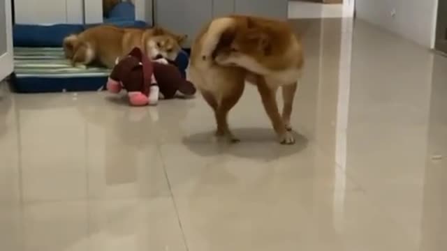 Funny dog chases its tail