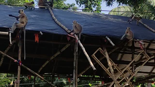 #Cute Baby monkey playing with each other ! ! 😃