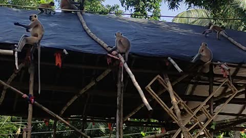 #Cute Baby monkey playing with each other ! ! 😃