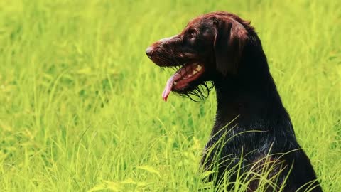 Dog drathaar. Close-up. Hunting dog