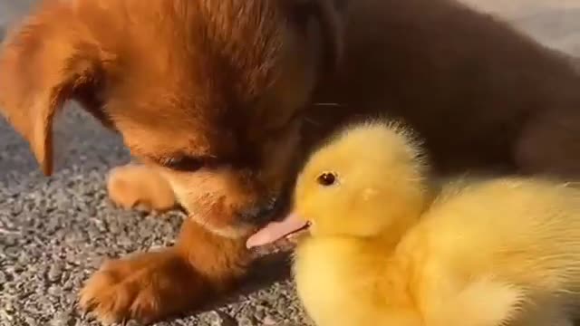 Dog and Duck Must funny videos, Try not to laugh