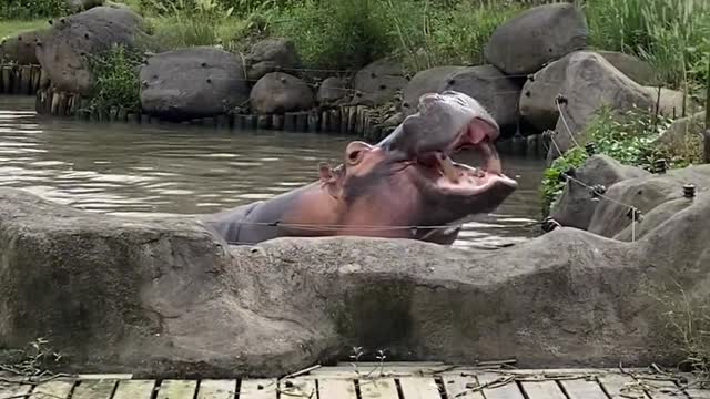 A hippopotamus