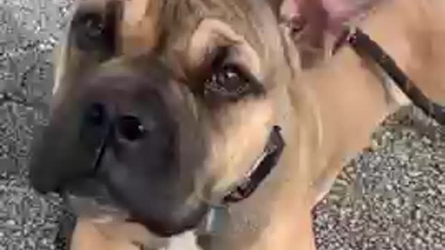 Ultimate baby dogs, Cute and funny dogs videos Compilation