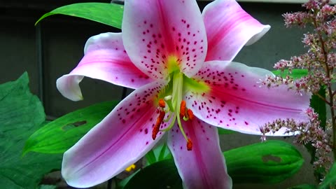 Lily 'Stargazer'