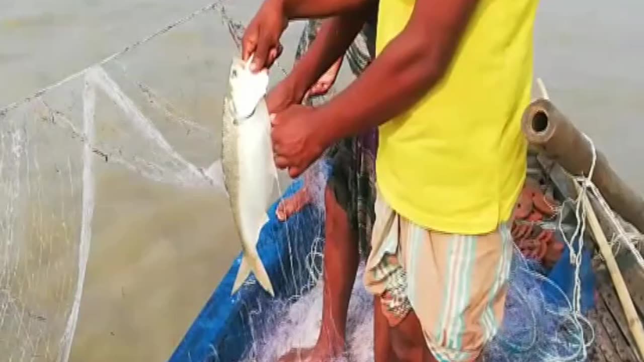 Hilsa fishing directly in the river