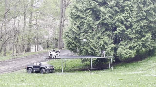 Tribe of Baby Goats Play Together on a Trampoline