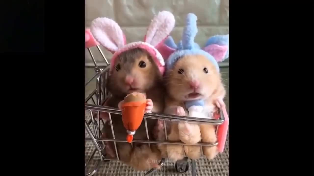 Try not to say "awww" - Cutest baby pet compilation ever