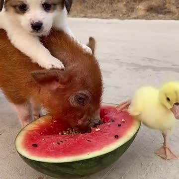 Cut and lovely baby animals