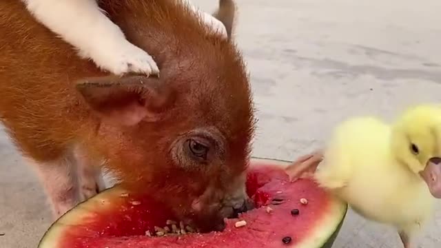 Cut and lovely baby animals