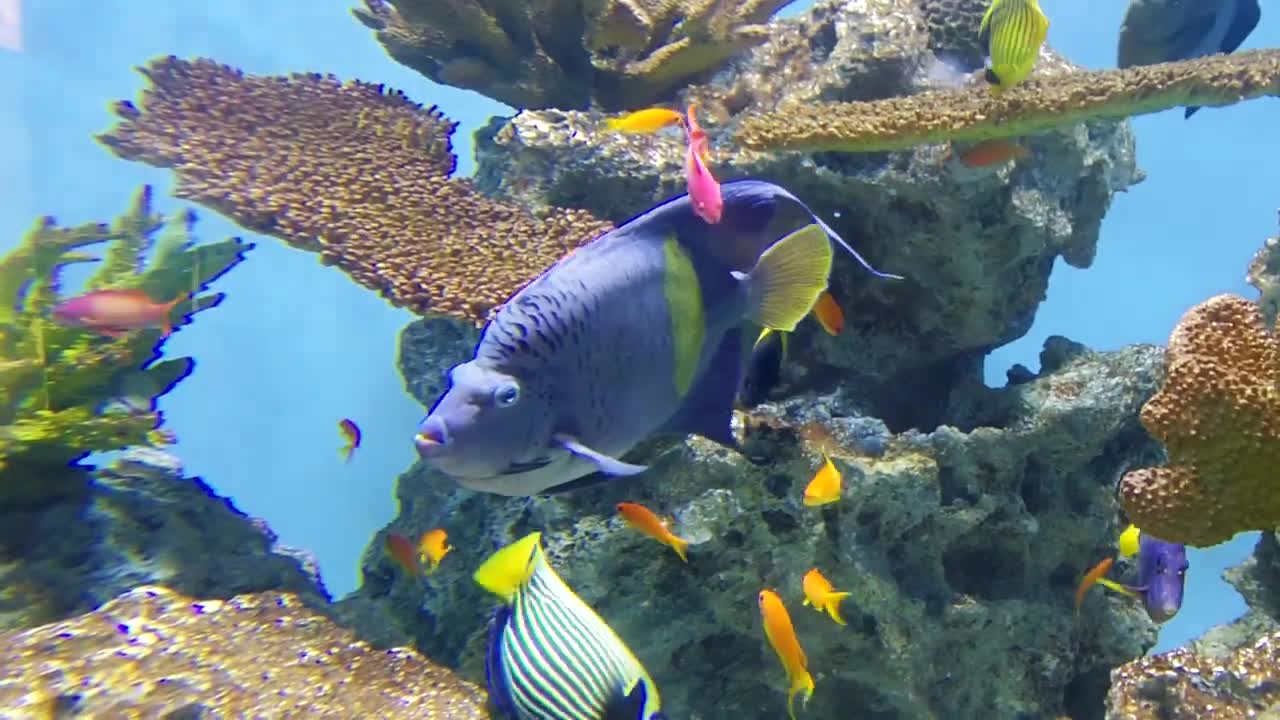 Tokyo Sea Life Park : Pomacanthus marculosus ≪ Yellow - band angelfish ≫ ( イエロー バンド エンゼルフィッシュ )