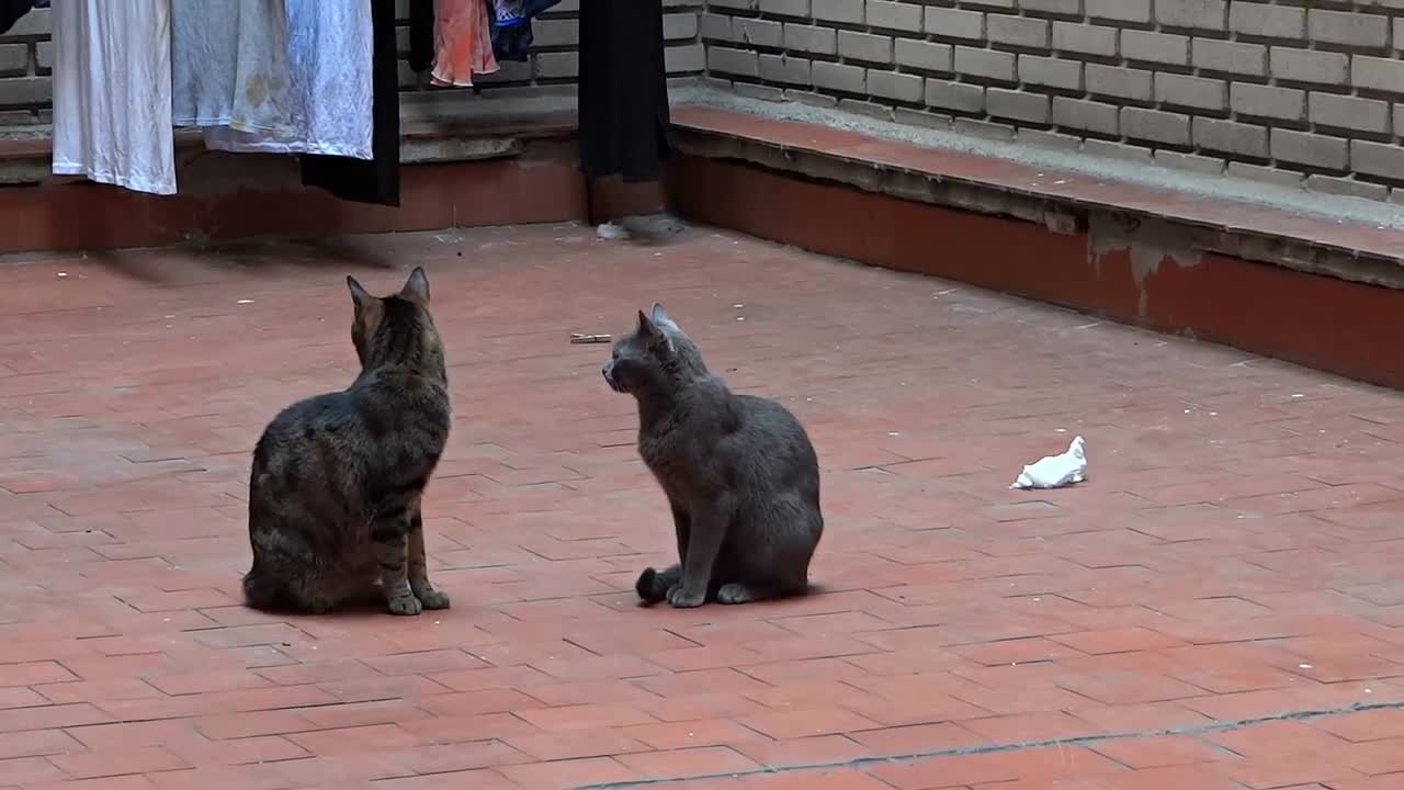 Pelea de Gatos