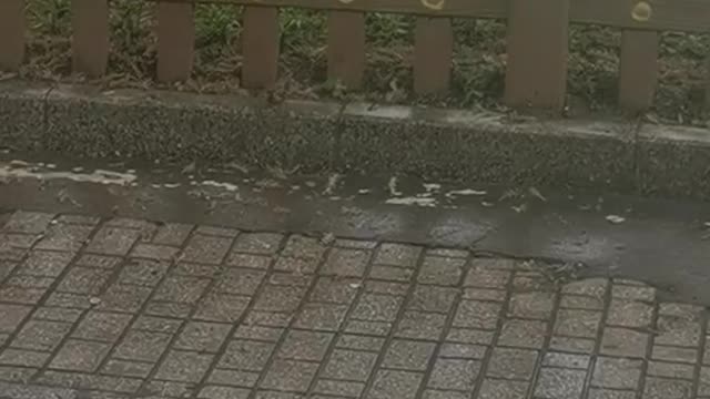 bird in the rain