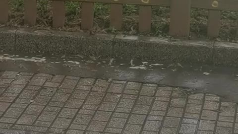 bird in the rain