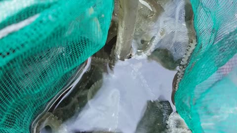 Cuttlefish jukkumi