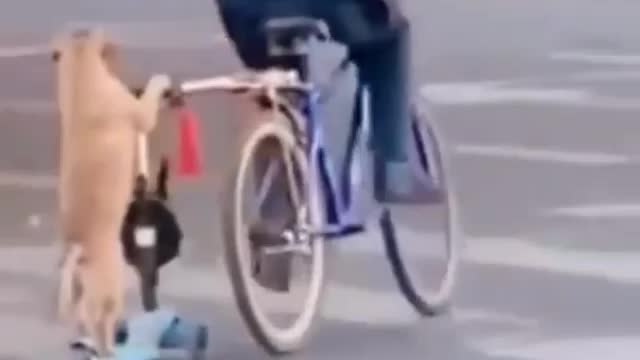 Cutest and funniest videos of dogs