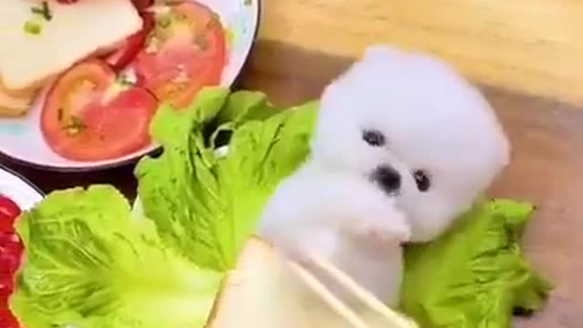 Mini Cute Pomeranian Boo Dogs Funny Tiktok