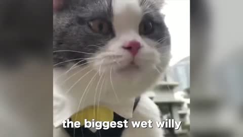Cats talking !! these cats can speak english better than hooman