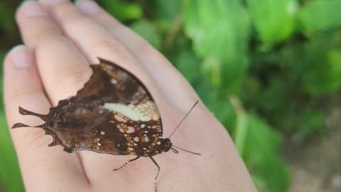 Butterfly on my hand