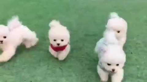 Funniest animals - Best of ever funny Animals video baby dog