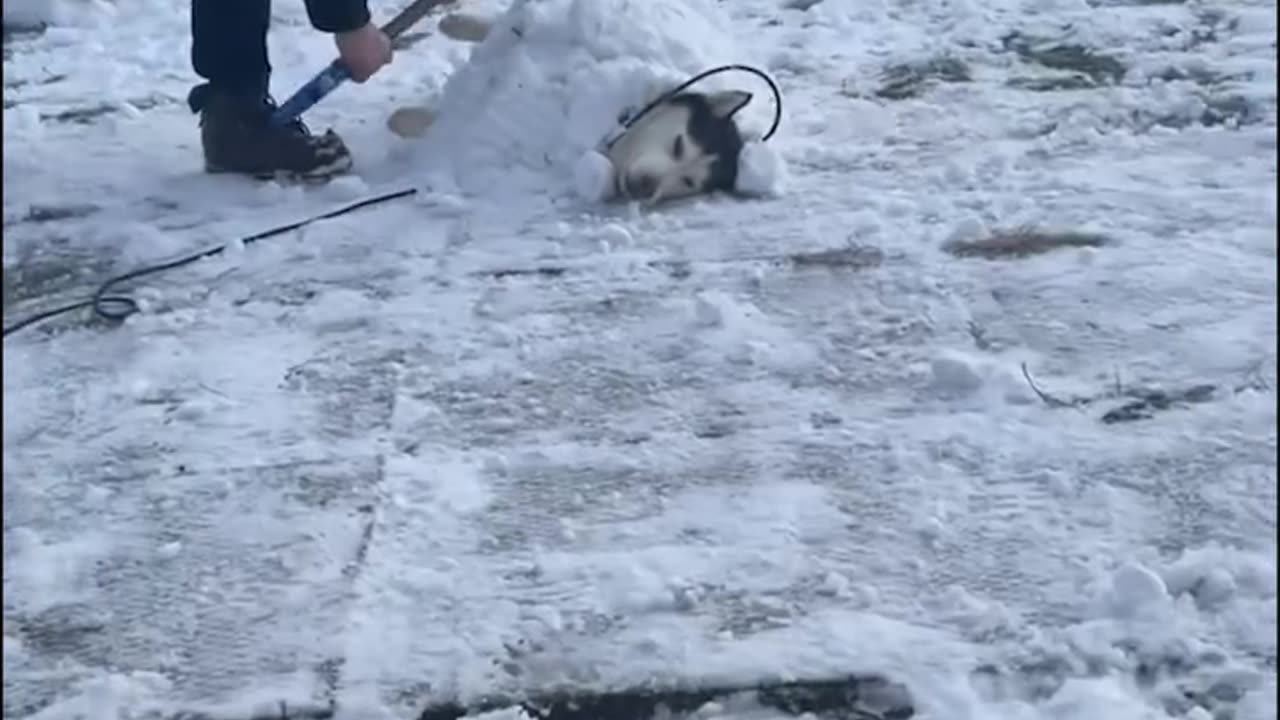 In his natural habitat ❄️