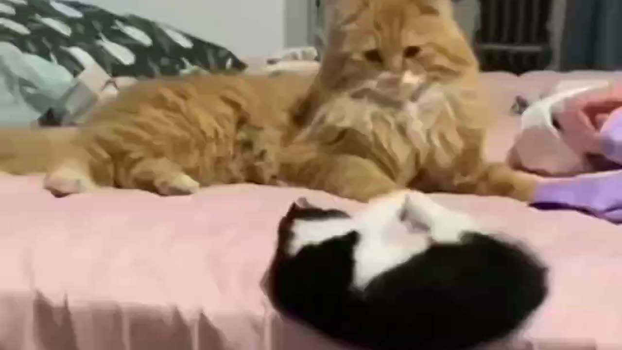Funny animal moments ðððĪŠ