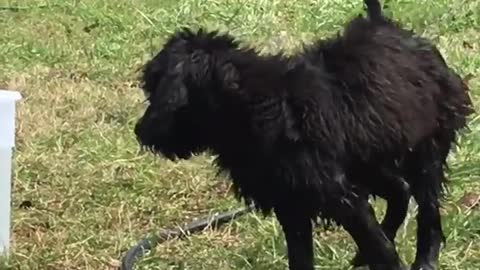 Black dog playing in water inside plastic bin