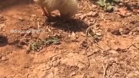 Cutest baby animals Videos compilation Cute moment of theAnimals - Cutest Animals