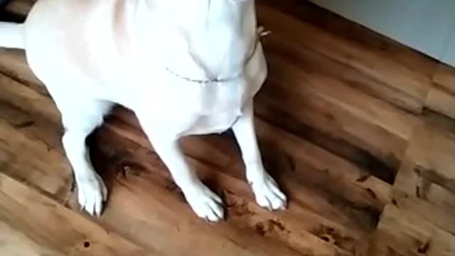 Focus & You Shall Get What you Want | Dog focusses to grab bite | #shorts