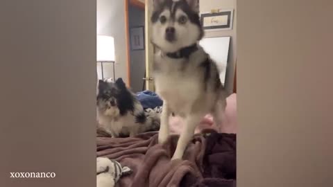 "Hilarious Dogs of 2024: The Funniest Antics You Can’t Miss!"