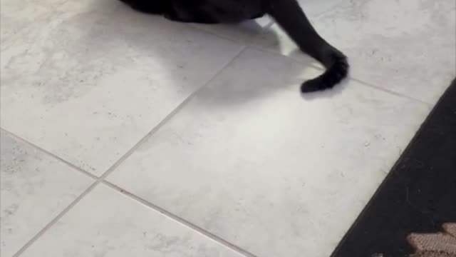 Adopting a Cat from a Shelter Vlog - Piper Spends Her 1st Christmas With Us [Flashback] #shorts