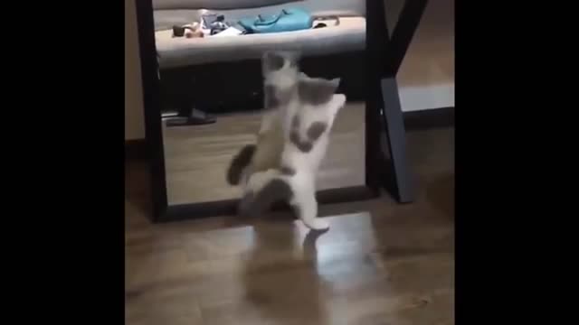 Cat dancing in the mirror