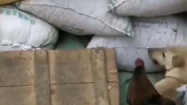 Chicken dog fighting video