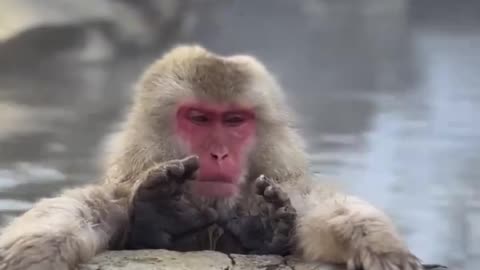 monkey spa in japan