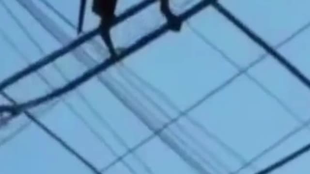 animais engraçado